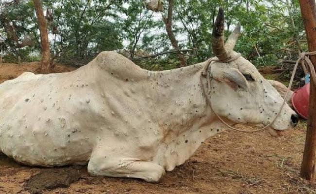 लंपी स्किन डिजीज को गंभीरता से लें, न हो लापरवाही : मंडलायुक्त