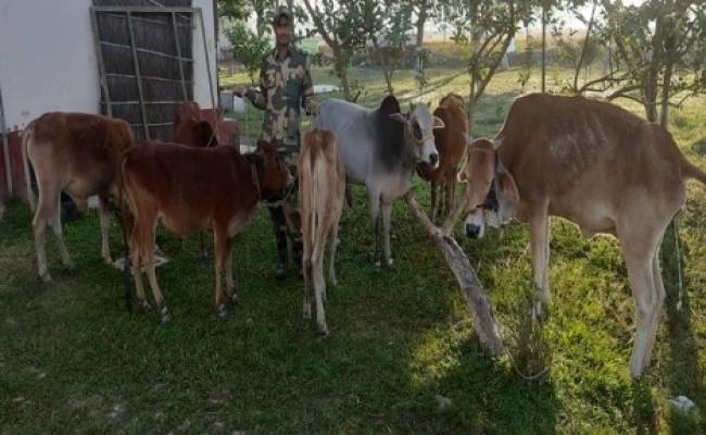 भारत-बांग्लादेश सीमा क्षेत्र पर ड्रोन की मदद से मवेशी जब्त