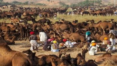 विश्व प्रसिद्ध पुष्कर मेला शनिवार से, तैयारियां पूरी